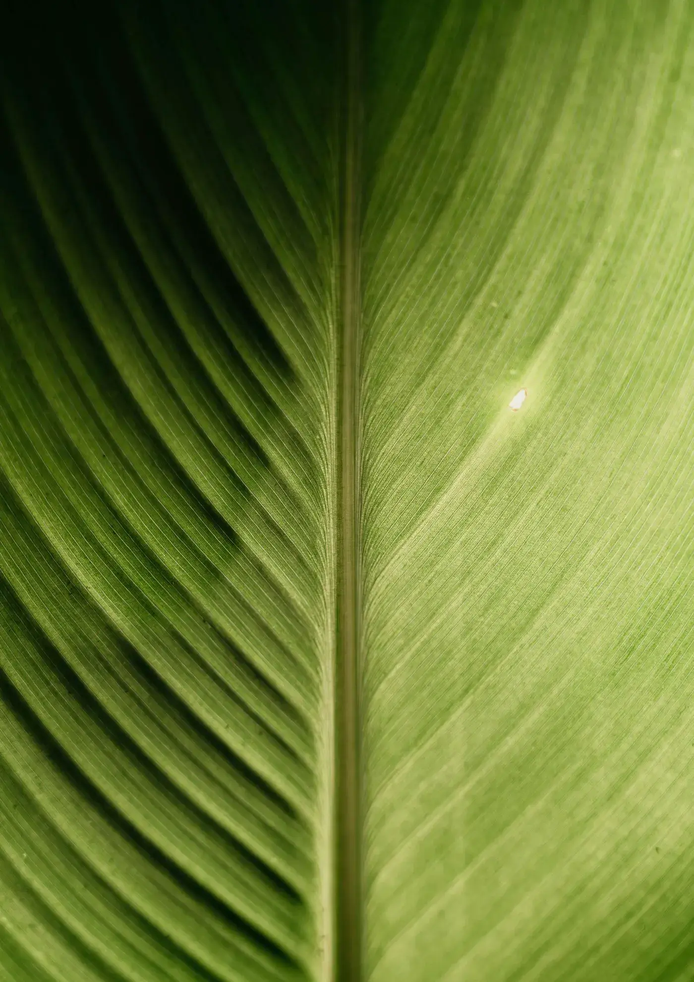 Carmel Residences