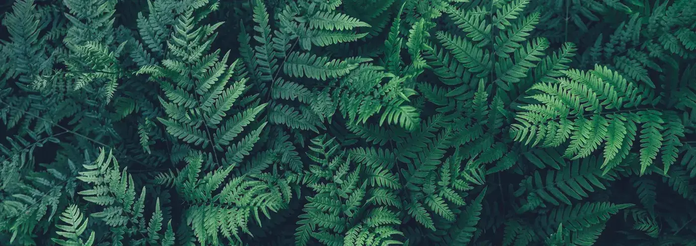 Fern Central Park